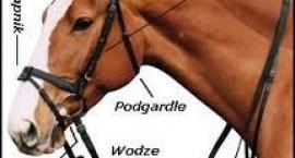 Budowa ogłowia
