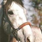 Hackamore