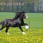 Fotka nr 4 z 5