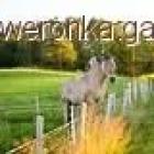 Fotka nr 4 z 6