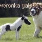 Fotka nr 2 z 5