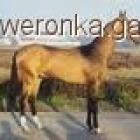 Fotka nr 2 z 7