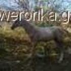 Fotka nr 1 z 7