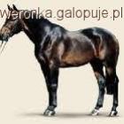 Fotka nr 3 z 4