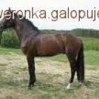 Fotka nr 4 z 6