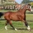 Fotka nr 5 z 6