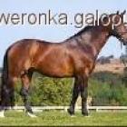 Fotka nr 2 z 6