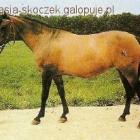 zdjęcie nr 15