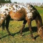 zdjęcie nr 30