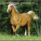 zdjęcie nr 11