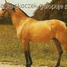 2. Jasnogniada