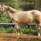 zdjęcie nr 33