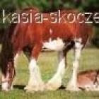 zdjęcie nr 28