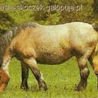 zdjęcie nr 21