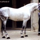 Andaluz