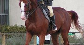 galop zebrany