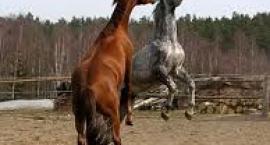 Walka..