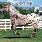 Galop
