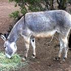 Burro