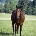 Quarter Horse