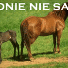 Fotka nr 3 z 4