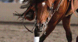 Reining