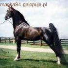 American Saddlebred