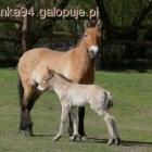 Fotka nr 2 z 4