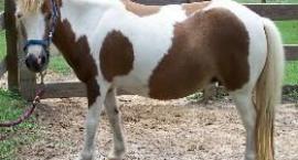 Kucyk falabella 