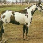 srokata tobiano