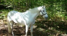 Koń rasy Camargue w lesie Rambouillet