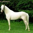 hanower