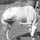 lato 2009