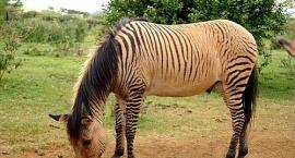 zebroid