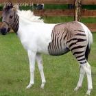 zebroid