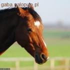 Fotka nr 1 z 2