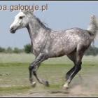 Jabłka