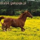 Fotka nr 3 z 5