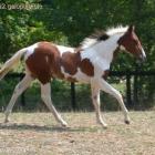 pinto tobiano