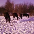 Argon, Canter, Gala i Max :]