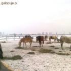Stadko w sniegu, jedząc sianko