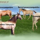 Fotka nr 2 z 3