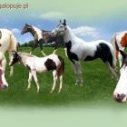 tobiano