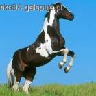 Fotka nr 4 z 5