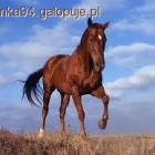Fotka nr 2 z 5