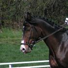 hanowerski