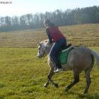 galop na lewą nogę.
