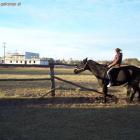 galop na oklep bez ogłowia. naturalnie.