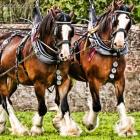 dwa konie clydesdale w zaprzęgu.