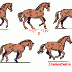 galop